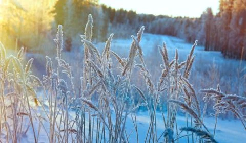 Winter scene Fotos Stock