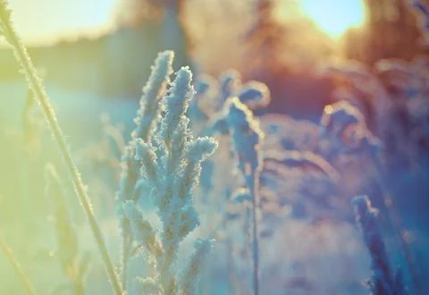 Winter scene Stock Photos