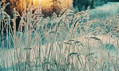 Winter scene Stock Photos