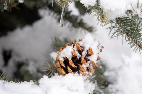 Winter scene of a pine cone on a snow-covered branch in a coniferous forest. Stock Photos