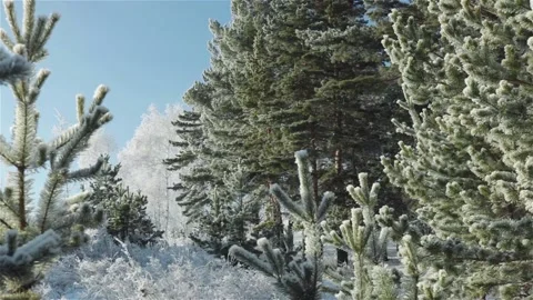 Winter scene pine trees and birch covered snow Stock Footage 119432147