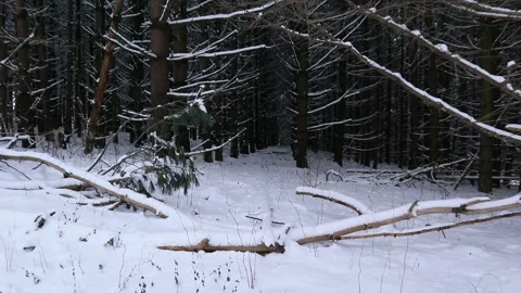 Winter Scene in Pine Trees with Fresh Snow Fall RT Motion Zoom Stock Footage 145881659