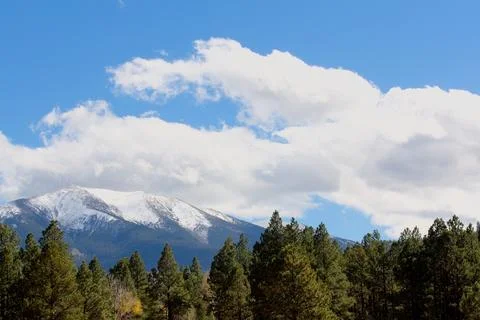 A winter scene of pine trees, snow on the ground and Mt. Humphreys. Stock Photos