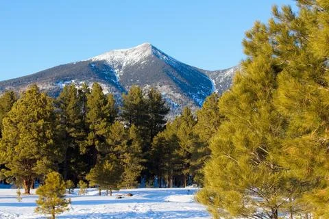 A winter scene of pine trees, snow on the ground and Mt.  Humphreys. Foto stock