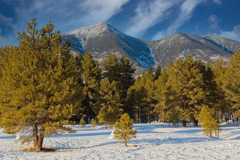 A winter scene of pine trees, snow on the ground and Mt.  Humphreys. Foto stock