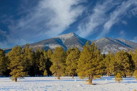 A winter scene of pine trees, snow on the ground and Mt.  Humphreys. Stock Photos