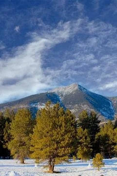 A winter scene of pine trees, snow on the ground and Mt  Humphreys. Stock Photos