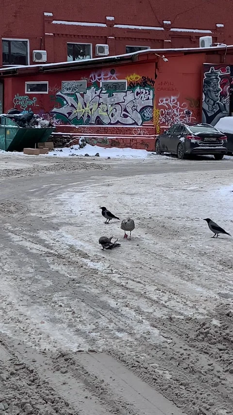 Winter scene of scavenging birds devouring a deceased dove on the snow. Stock Footage 230081161