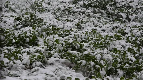 Winter Scene With Slow Motion Snow - Negative Space Stock Footage 81157524