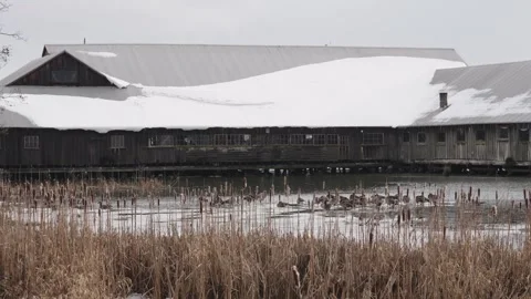 Winter Scene with Snow-Covered Barn and Geese on Frozen Pond Video stock 271198960