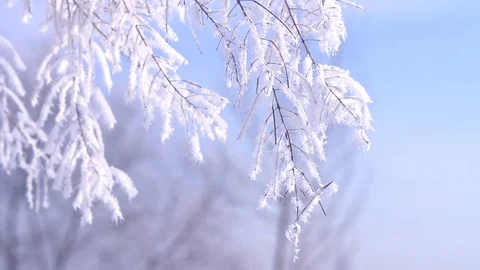 Winter scene. Snow-covered branches against the blue sky. Stock Footage 73305350