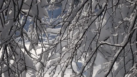 Winter scene with snow covered branches in back light and sparkling snowflakes Stock Footage 86042689