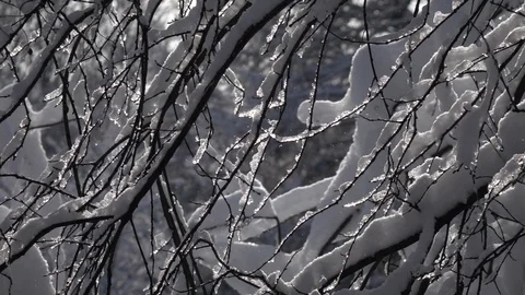Winter scene with snow covered branches in back light and sparkling snowflakes Stock Footage 86042691