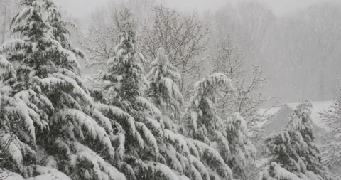 Winter scene with snow covered conifers in a snowstorm Video stock 171908241