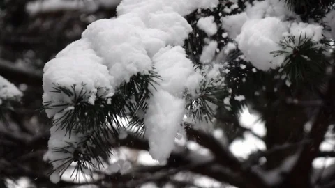 Winter scene with snow covered pine branch, shaking off on natural background. Stock Footage 86042699