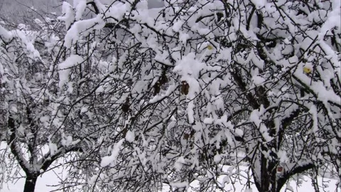 Winter scene-snow-covered tree on orchard meadow Stock Footage 319992693