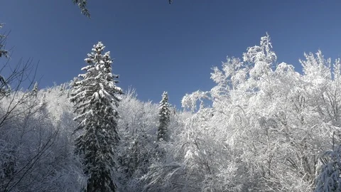 Winter scene of snow covered trees and sky beautiful Stock Footage 120314682