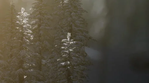 Winter scene with snow covered trees and light reflection in background Stock Footage 340613827