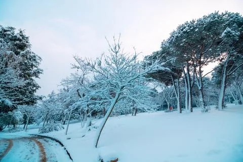 Winter scene. Snow covered trees in the forest or park. Stock Photos