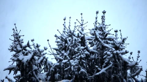 Winter scene with snow falling Stock Footage 5051099