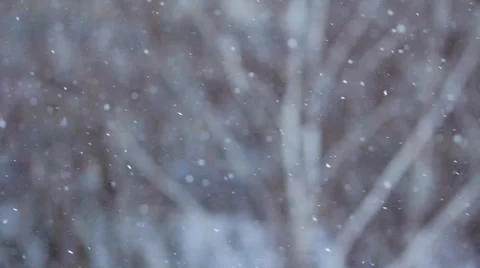 Winter Scene Snow Falling on Trees HD Stock Footage