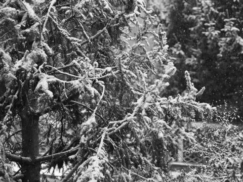 Winter scene with snow Stock Photos