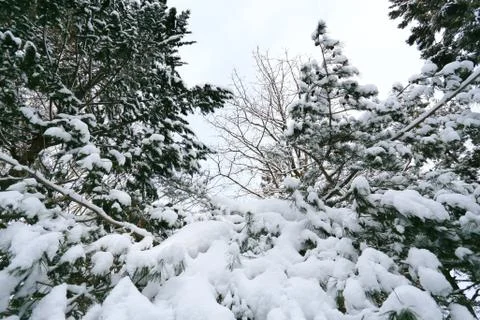 Winter scene, snow on pine branches. Stock Photos