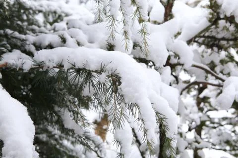 Winter scene, snow on pine branches. Stock Photos