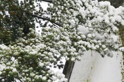 Winter scene, snow on pine branches. Foto stock