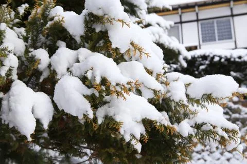 Winter scene, snow on pine branches. Stock Photos
