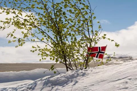 Winter scene with snow, small tree with leafs and norwegian flag Stock-Fotos