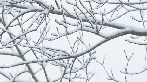Winter Scene - Snow On Tree White Background - Winter Forest - Sweden Nature Stock Footage 119689780
