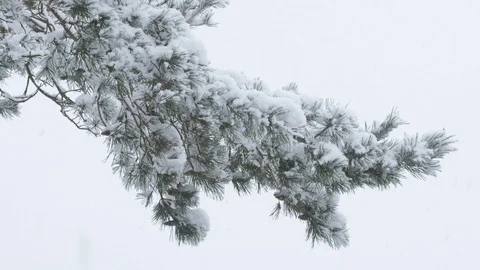Winter Scene Snowing On Pine Tree 4k Closeup - Sweden Nature Stock Footage 119690943