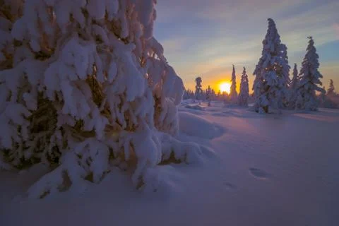Winter scene. Snowscape. Forest, sunset, trees. Stock Photos