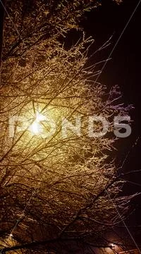 Winter scene. Snowscape. Forest, sunset, trees. Stock Photos