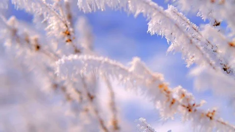 Winter scene. Snowy branch. Video stock 99683628