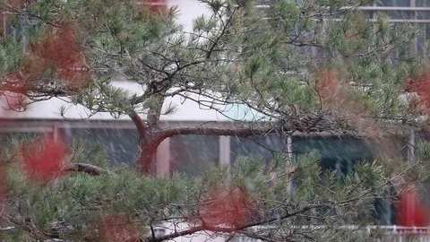 Winter scene, snowy day. Stock Footage 99704553