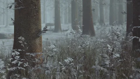 Winter scene in a snowy forest with trees and plants in winter Stock Footage 340218329