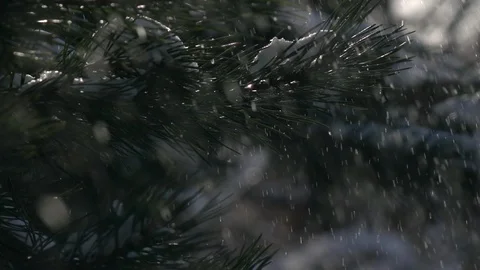 Winter scene with snowy pine twig and snowfall, sparkling on forest background Stock Footage 86429358