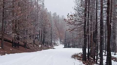 Winter Scene - Snowy Road through Woods with Seamlessly Looping Snowfall 스톡 동영상 44206991