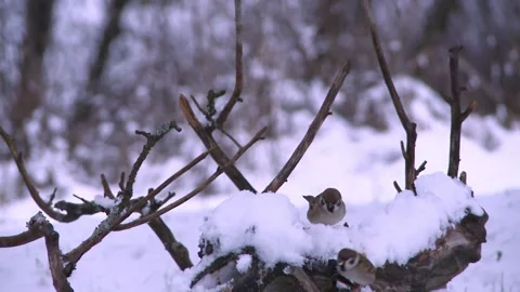 Winter scene with sparrows perched and foraging in snow Stock Footage 323451200