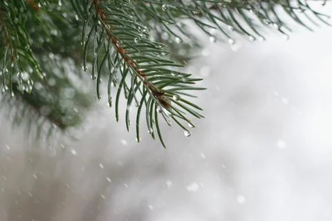 Winter scene with spruce tree within a rainfall. Winter without snow . Global Stock Photos