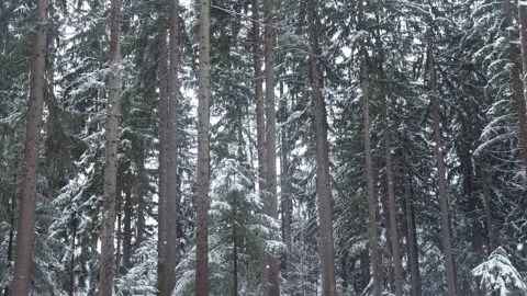 Winter scene tall forest trees with snow falling Stock Footage 323964206