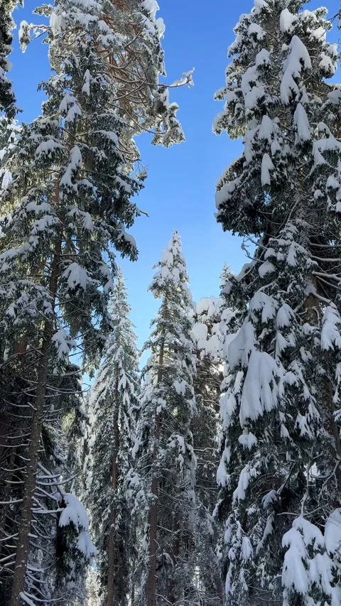 Winter scene with tall trees covered in heavy snow against a clear blue sky Stock Footage 334117823