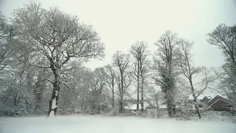 Winter scene of trees Stock Footage 83809284