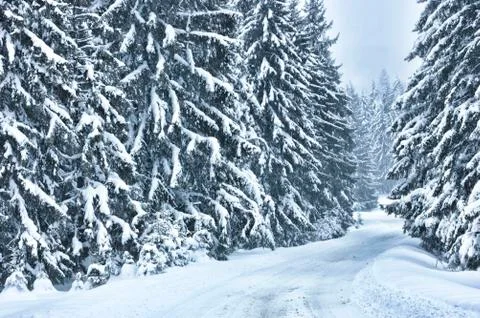 Winter scene with trees in the forest Stock Photos