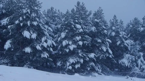 Winter scene with trees full of snow and snowing Stock Footage 70887501