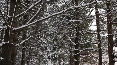 Winter Scene Vertical Pan onto Snow Covered Trail Fresh Snow Fall Stock-Footage 145881660