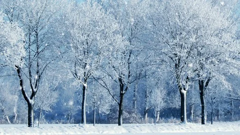 Winter Scenery And Falling Snow Stockbeeldmateriaal 94665236