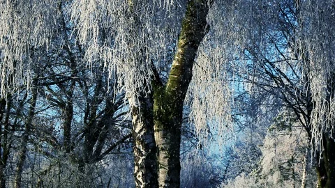 Winter Scenery And Falling Snow Stock-Footage 95274752